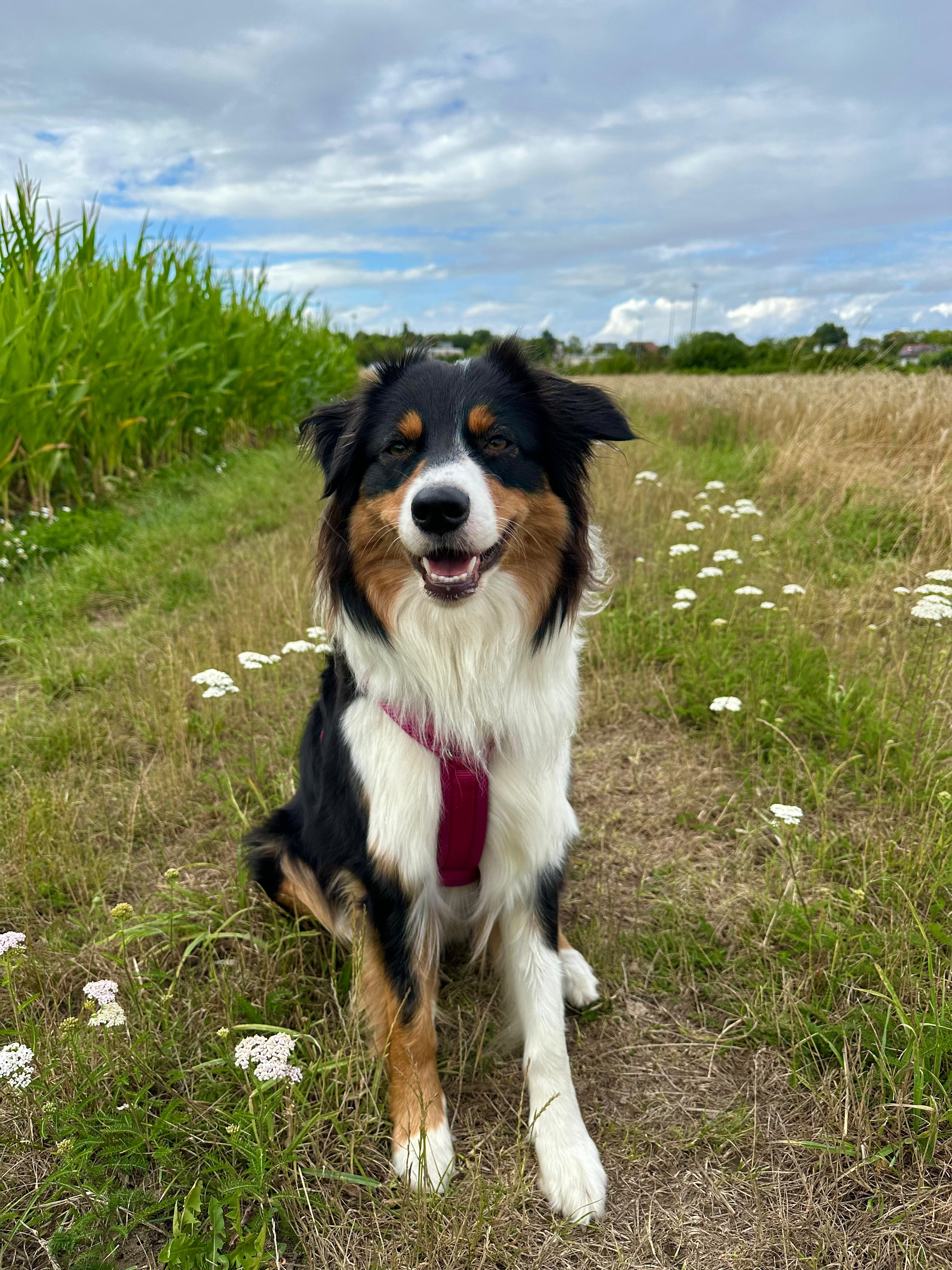 Lotta